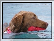 woda, Aportujący, Chesapeake Bay retriever