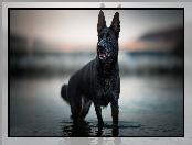 Woda, Pies, Czarny owczarek niemiecki