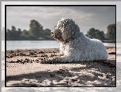 Woda, Goldendoodle, Plaża, Pies