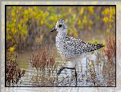 Ptak, Siewnica, Rośliny, Woda