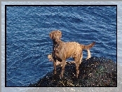 woda, Chesapeake Bay retriever, niebieska