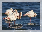 Woda, Flamingi Różowe, Stado