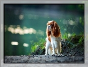 Woda, Cavalier Cocker Spaniel, Pies