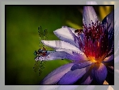 Lilia wodna, Makro, Ważka, Bordowy Kwiat, Pszczoła