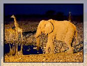 Wodopój, Żyrafy, Afryka, Namibia, Słoń, Noc