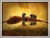 Wodopój, Tajlandia, Słonie, Widnokrąg