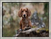 Working cocker spaniel, Pies, Szczeniak