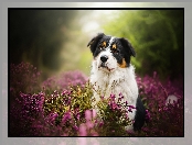 Wrzos, Owczarek australijski, Australian shepherd