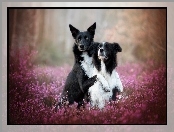 Wrzos, Psy, Border collie