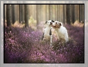Wrzos, Border collie, Las