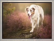 Wrzos, Border collie, Polana