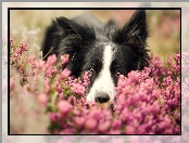 Wrzos, Border collie, Pyszczek