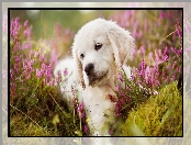 Wrzos, Szczeniak, Golden retriever