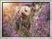 Wrzosiec, Pies, Yorkshire terrier