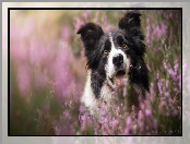 Wrzosy, Pies, Border collie