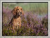 Wrzosy, Pies, Working cocker spaniel