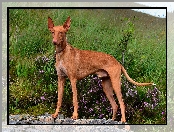 Wrzosy, Trawa, Podenco andaluzyjski, Pies, Łąka