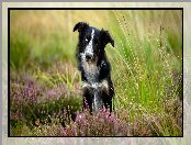 Trawa, Wrzosy, Pies, Biało-czarny, Border collie