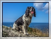 Wybrzeże, Springer spaniel angielski