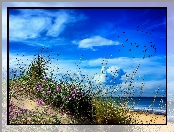 Wydmy, Plaża, Ptaki, Kwiatki, Morze, Trawa