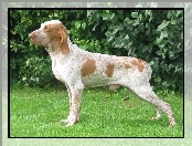 Wyżeł włoski krótkowłosy, Bracco italiano