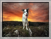 Trawa, Wzgórze, Border Collie, Pies, Zachód słońca