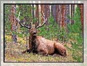 Yellowstone, Narodowy, Jeleń, Las, Park