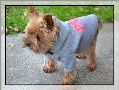 Bluza, York, Sportowiec