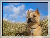 Cairn Terrier, Trawa