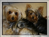 Yorkshire Terrier, Dwa, Pieski