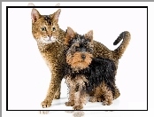 Yorkshire Terrier, Kotek, Piesek