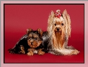 Yorkshire terrier, Mama, Szczeniak