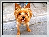 mordka, Yorkshire Terrier