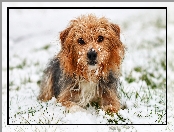 Śnieg, Pies, Yorkshire terrier