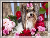 Yorkshire, Roze, Pies, Terrier