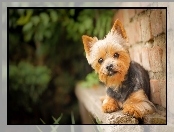 Yorkshire Terrier, Pies, Szczeniak