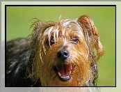 Piesek, Yorkshire Terrier