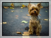 Yorkshire Terrier, Liście, Szczeniaczek, Ulica