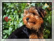 Yorkshire terrier