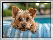 Pies, Yorkshire terrier, AI, Mordka