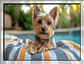 Pies, Yorkshire terrier, AI, Ręcznik