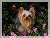 Yorkshire Terrier