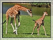 Młode, Żyrafa, Mama