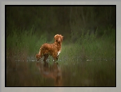 Retriever z Nowej Szkocji, Zarośla, Pies, Woda