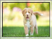 Trawa, Szczeniak, Retriever z Nowej Szkocji