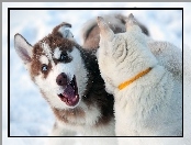 Zabawa, Śniegu, Siberian Husky, Na