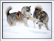 Zabawa, Psy, Siberian husky