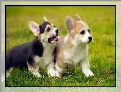 Zabawa, Szczeniaki, Welsh corgi