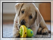 Zabawka, szczeniak, Labrador Retriever