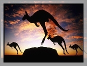 Kangury, Zachód, Słońca